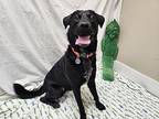 Coltrane, Labrador Retriever For Adoption In Troy, Missouri