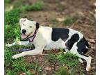 Knox, American Pit Bull Terrier For Adoption In Greenville, South Carolina