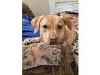 Mariah, Labrador Retriever For Adoption In Midlothian, Virginia