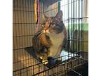 Maeve, Domestic Shorthair For Adoption In Leavenworth, Kansas