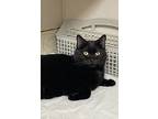 Maisie, Domestic Shorthair For Adoption In Columbus, Ohio