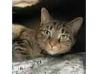 Marge, Domestic Shorthair For Adoption In Germansville, Pennsylvania
