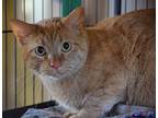 Butters & Leo, Domestic Shorthair For Adoption In Leavenworth, Kansas