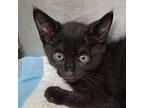 Raven, Domestic Shorthair For Adoption In New Braunfels, Texas