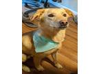 Adopt BEAU a Labrador Retriever, Golden Retriever