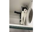 Mr. Mustache, Domestic Shorthair For Adoption In Columbus, Ohio