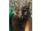 Thor, Domestic Longhair For Adoption In Pinon Hills, California