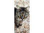 Solovino, Maine Coon For Adoption In New Braunfels, Texas