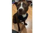Adopt RONDO a American Staffordshire Terrier
