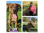 Adopt TIGER a American Staffordshire Terrier