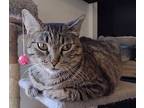 Sweetie Pie, Domestic Shorthair For Adoption In Woodland, California