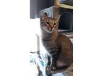 Mario, Domestic Shorthair For Adoption In Germansville, Pennsylvania