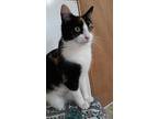 Lady, Domestic Shorthair For Adoption In Germansville, Pennsylvania