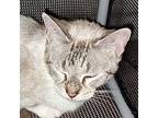 Roseanne, Siamese For Adoption In New Braunfels, Texas