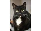 Ty (troy), Domestic Shorthair For Adoption In E. Brookfield, Massachusetts
