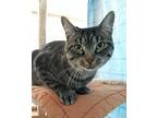 Blossom, Domestic Shorthair For Adoption In Germansville, Pennsylvania