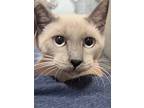 Cameron, Siamese For Adoption In New Braunfels, Texas