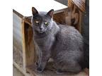 Hunter, Domestic Shorthair For Adoption In Anniston, Alabama