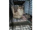 Barn Cats, Domestic Shorthair For Adoption In Hickory, North Carolina