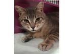 Alfie, Domestic Shorthair For Adoption In Germansville, Pennsylvania