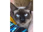 Corie, Siamese For Adoption In New Braunfels, Texas