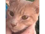 Andy, Domestic Shorthair For Adoption In New Braunfels, Texas