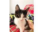 Kage, Domestic Shorthair For Adoption In New Braunfels, Texas