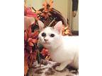 Patches, Siamese For Adoption In New Braunfels, Texas