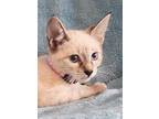 Evelyn, Siamese For Adoption In New Braunfels, Texas