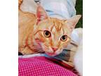Tigess, Domestic Shorthair For Adoption In Terrell, Texas