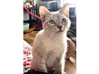 Stormy, Siamese For Adoption In New Braunfels, Texas