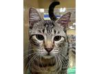 Titi, Domestic Shorthair For Adoption In New Braunfels, Texas