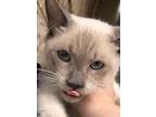 Clover De Loretta, Siamese For Adoption In New Braunfels, Texas