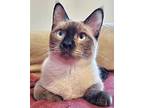 Rossi, Siamese For Adoption In New Braunfels, Texas