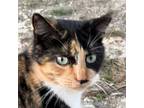 Pumpkin, Domestic Shorthair For Adoption In New Braunfels, Texas