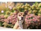 Goji, Terrier (unknown Type, Medium) For Adoption In King City, Ontario