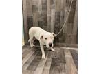 Tundra K42 2/1/24, American Pit Bull Terrier For Adoption In San Angelo, Texas