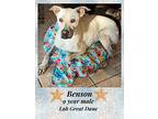 Benson– 9 Year Male Labrador M, Labrador Retriever For Adoption In Mesa