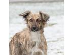Truth, Terrier (unknown Type, Small) For Adoption In King City, Ontario