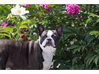 Austin, Boston Terrier For Adoption In King City, Ontario