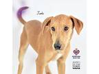 Jude, Labrador Retriever For Adoption In Tomball, Texas