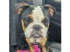 Frannie, Boston Terrier For Adoption In Ontario, New York