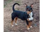 Adopt Edson a Doberman Pinscher, Dachshund