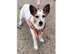 Kacey In Texarkana Tx, Jack Russell Terrier For Adoption In Texarkana, Texas