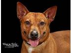 Harvey, Rat Terrier For Adoption In Anniston, Alabama