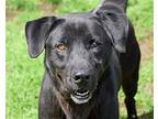 Bruno, Labrador Retriever For Adoption In Anniston, Alabama