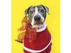 Lennon-adopt Me!, American Staffordshire Terrier For Adoption In Studio City