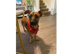 Vesto - Needs A New Foster!, Dachshund For Adoption In San Mateo, California