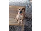 Adopt Lightning a Labrador Retriever, Beagle