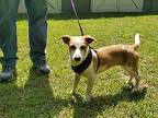 April, Jack Russell Terrier For Adoption In Conyers, Georgia